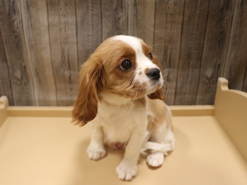 Cavalier King Charles Spaniel