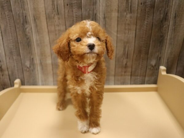 Cavapoo 2nd Gen-DOG-Female-Red-26421-Petland Racine, Wisconsin