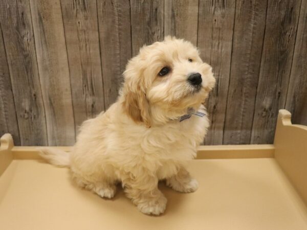 CavaPooChon-DOG-Male-Apricot-26419-Petland Racine, Wisconsin