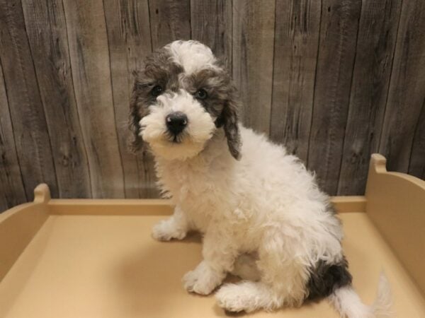 Cavapoo 2nd Gen-DOG-Male-White-26418-Petland Racine, Wisconsin