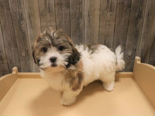 Teddy Bear DOG Female Red / White 26417 Petland Racine, Wisconsin