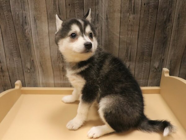 Alaskan Klee Kai-DOG-Male-Black / White-26416-Petland Racine, Wisconsin