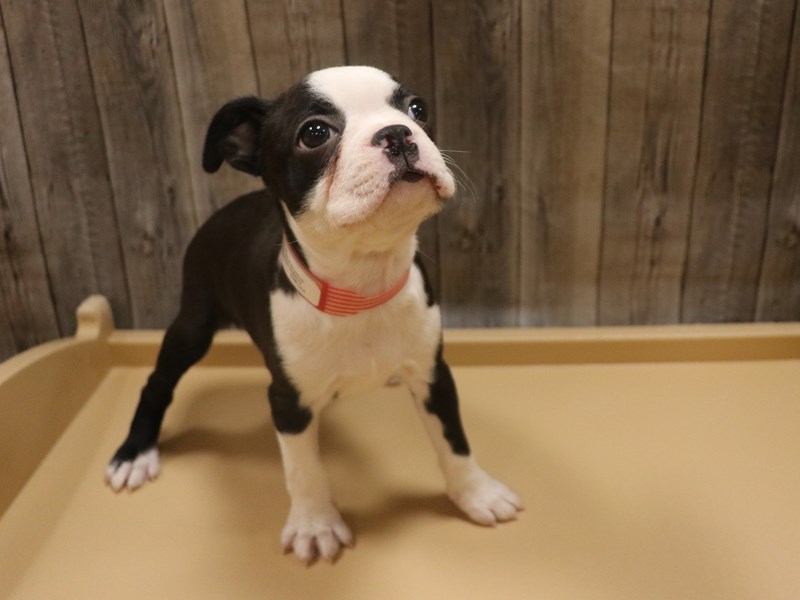 Boston Terrier