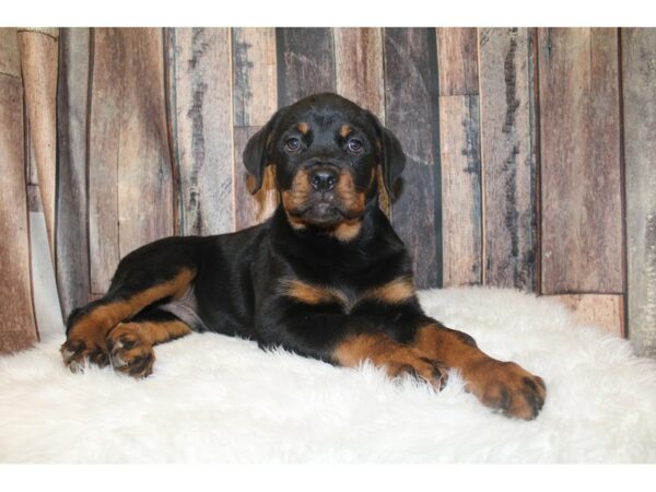 Rottweiler DOG Male Black / Tan 16631 Petland Racine, Wisconsin