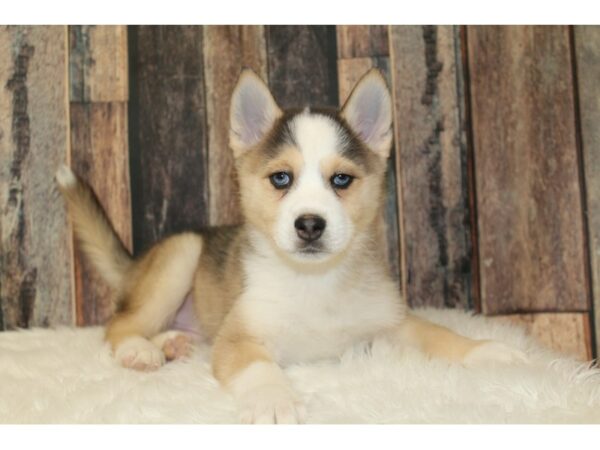 Pomsky 2nd Gen-DOG-Male-Brown / White-16636-Petland Racine, Wisconsin