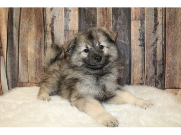 American Eskimo Dog/ Keeshond-DOG-Male-Black / Silver-16637-Petland Racine, Wisconsin