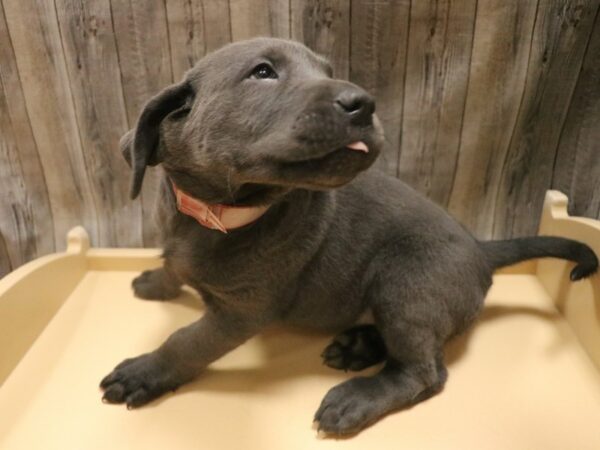 Labrador Retriever-DOG-Female-Charcoal-26445-Petland Racine, Wisconsin