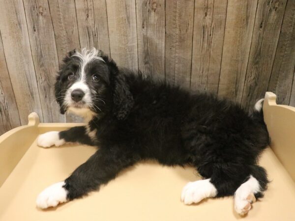 Bernadoodle DOG Female Black / White 26444 Petland Racine, Wisconsin