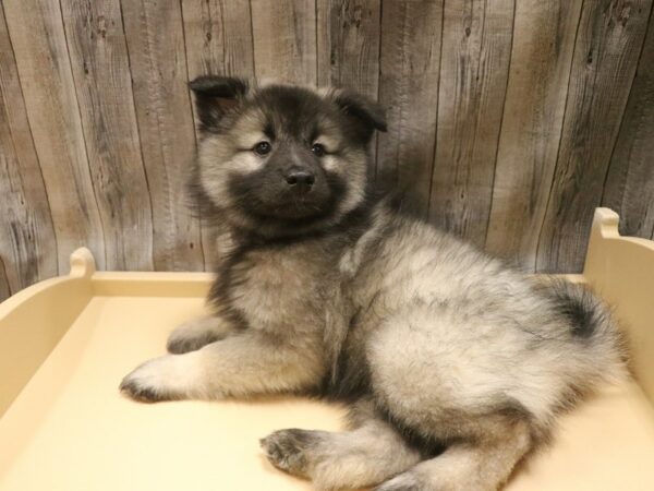 Keeshond DOG Female Black / Silver 26443 Petland Racine, Wisconsin