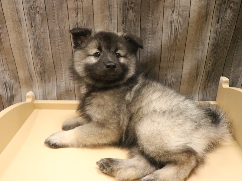 Keeshond
