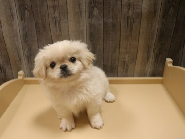 Pekingese DOG Female Sable / White 26441 Petland Racine, Wisconsin