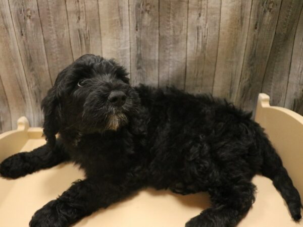 Goldendoodle 2nd Gen DOG Male Black 26440 Petland Racine, Wisconsin