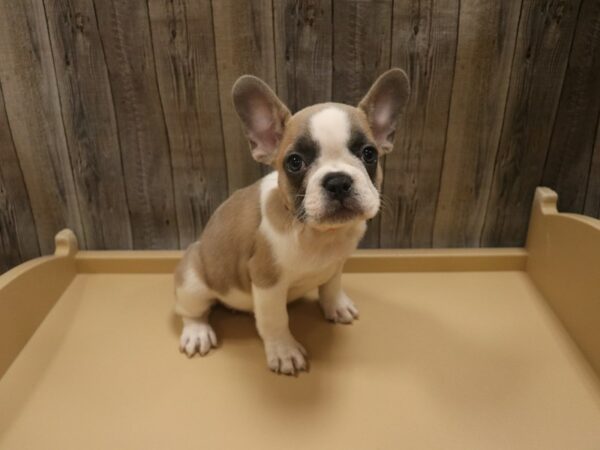 French Bulldog-DOG-Female-Blue Fawn-26439-Petland Racine, Wisconsin