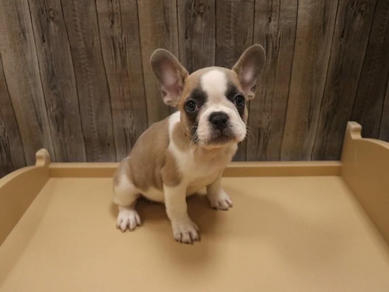 French Bulldog