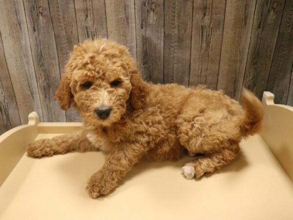 Goldendoodle 2nd Gen DOG Female Apricot 26438 Petland Racine, Wisconsin