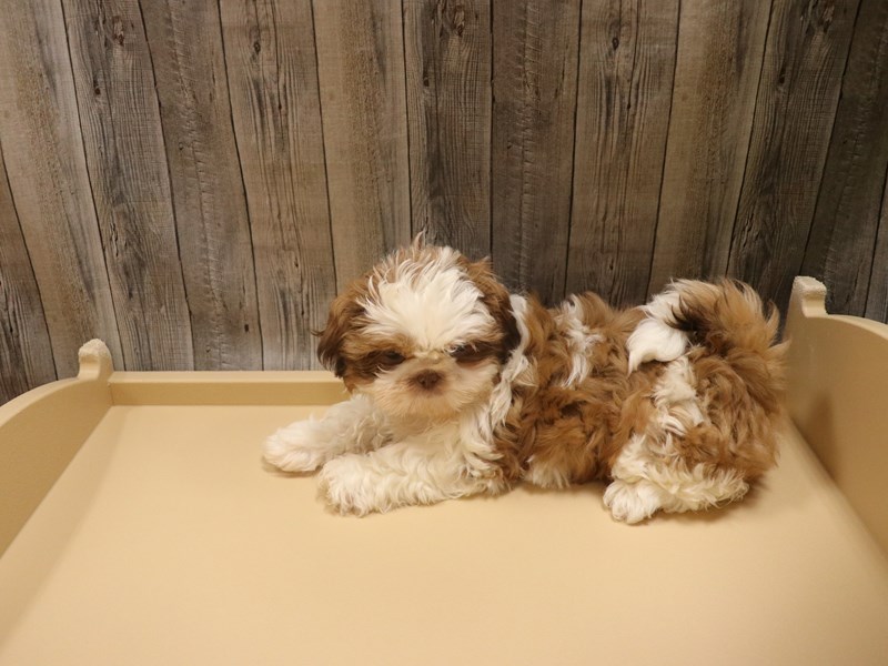 Shih Tzu