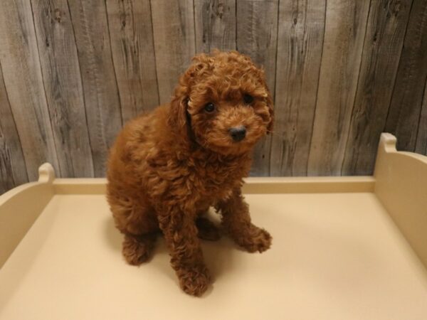 Schnoodle DOG Male Red 26435 Petland Racine, Wisconsin