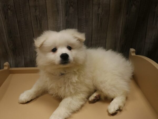 American Eskimo Dog-DOG-Male-White-26433-Petland Racine, Wisconsin