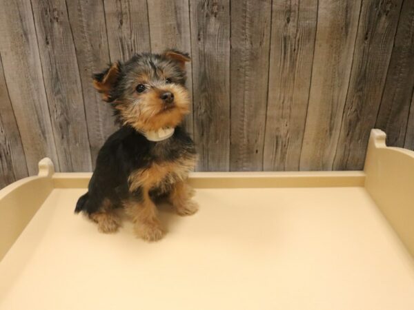 Silky Terrier DOG Male Black / Tan 26431 Petland Racine, Wisconsin