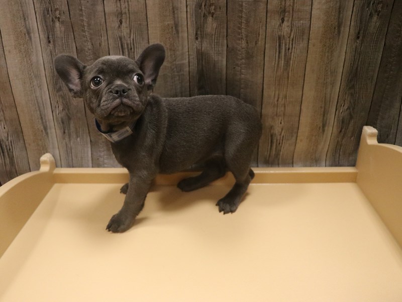 French Bulldog