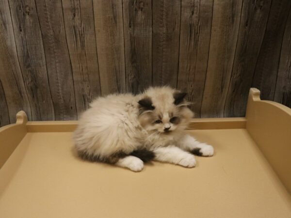 Exotic Short Hair-CAT-Male-Lilac Point-26432-Petland Racine, Wisconsin