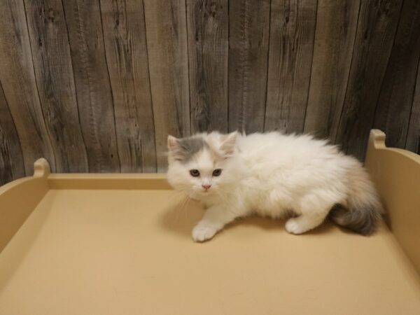 Exotic Short Hair CAT Female White / Cream 26429 Petland Racine, Wisconsin