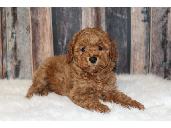 Poodle-DOG-Male-Red-16639-Petland Racine, Wisconsin