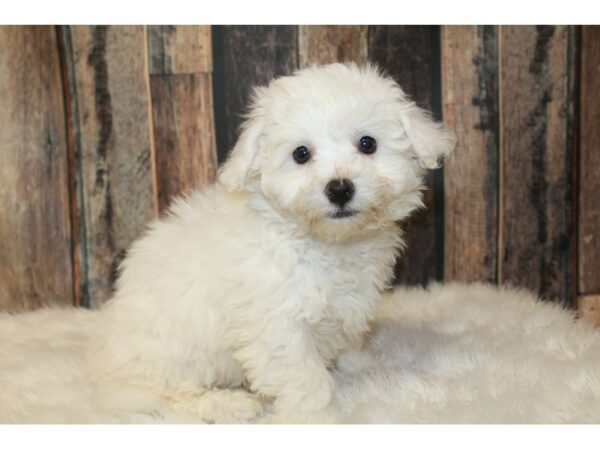 Bichon Frise-DOG-Female-White-16640-Petland Racine, Wisconsin