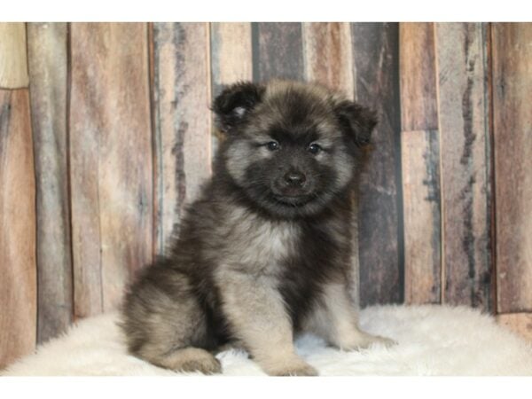 Keeshond DOG Male Black / Silver 16641 Petland Racine, Wisconsin