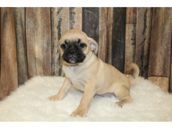 Puggle 2nd Gen DOG Male Fawn 16642 Petland Racine, Wisconsin