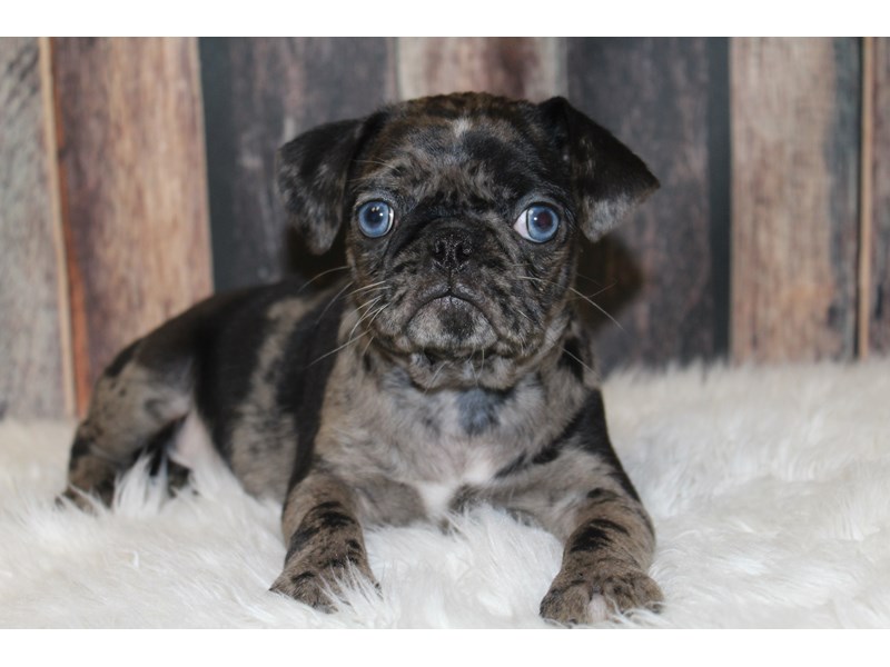 do pug puppies sleep a lot