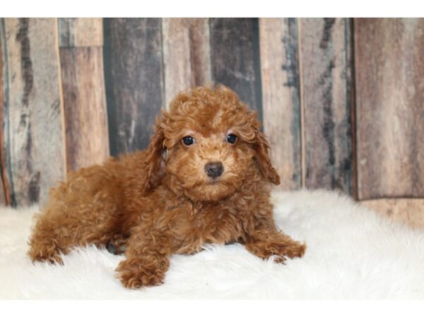 Poodle-DOG-Male-Red-16646-Petland Racine, Wisconsin