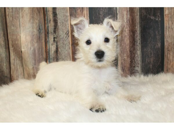 West Highland White Terrier DOG Male White 16647 Petland Racine, Wisconsin