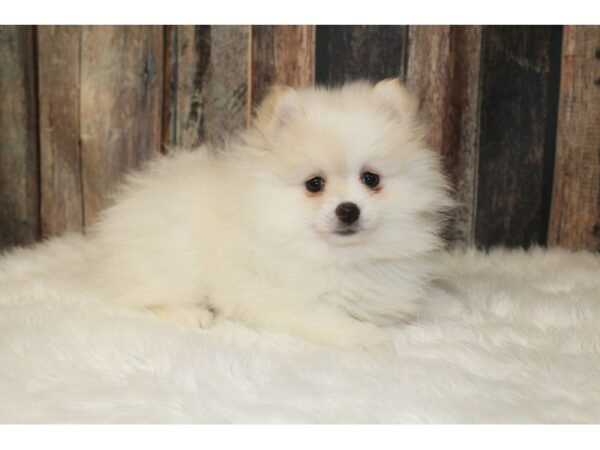 Pomeranian-DOG-Female-Cream-16648-Petland Racine, Wisconsin