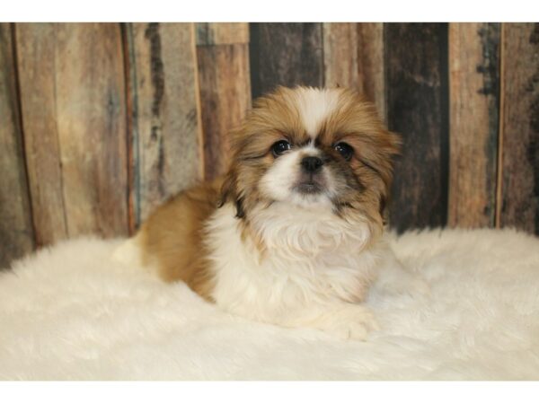 Pekingese DOG Female Sable / White 16649 Petland Racine, Wisconsin