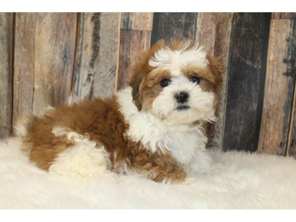 Teddy Bear DOG Male Sable / White 16650 Petland Racine, Wisconsin