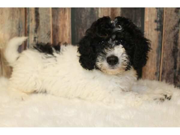 Bernadoodle Mini DOG Male Black / White 16651 Petland Racine, Wisconsin