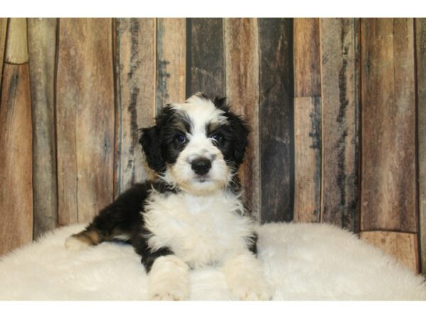 Aussiepoo DOG Female Tri-Colored 16652 Petland Racine, Wisconsin