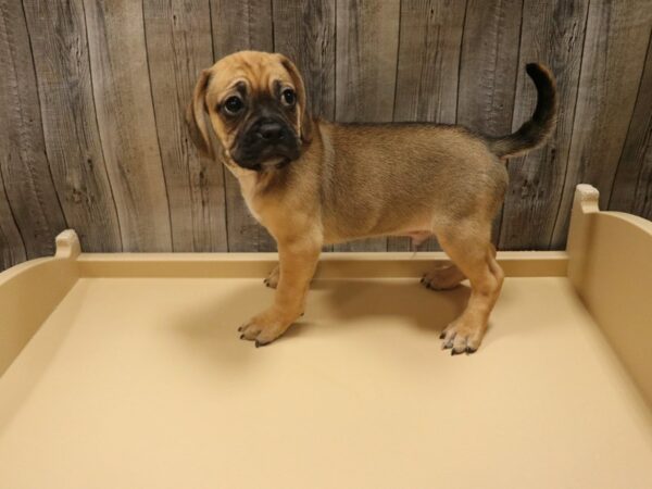 Puggle DOG Male FAWN 26455 Petland Racine, Wisconsin