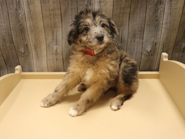 Mini Aussiedoodle DOG Female Chocolate Merle 26456 Petland Racine, Wisconsin