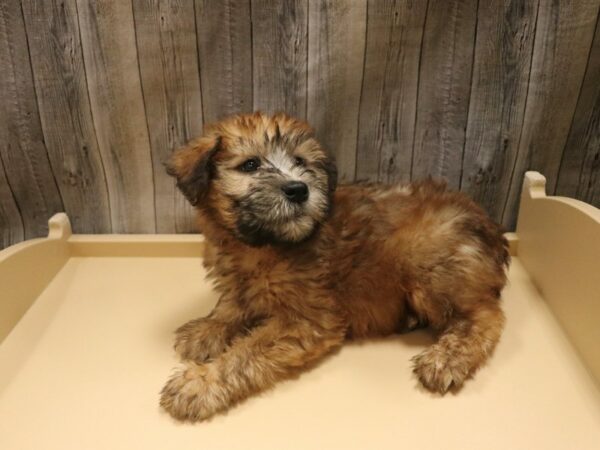 Soft Coated Wheaten Terrier-DOG-Female-Wheaten-26457-Petland Racine, Wisconsin