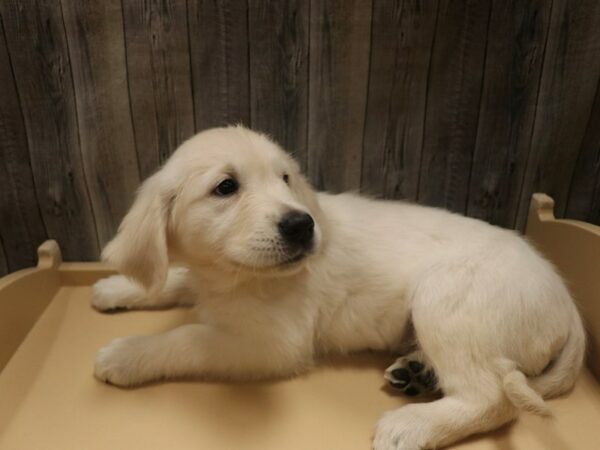 Golden Retriever-DOG-Male-Cream-26458-Petland Racine, Wisconsin