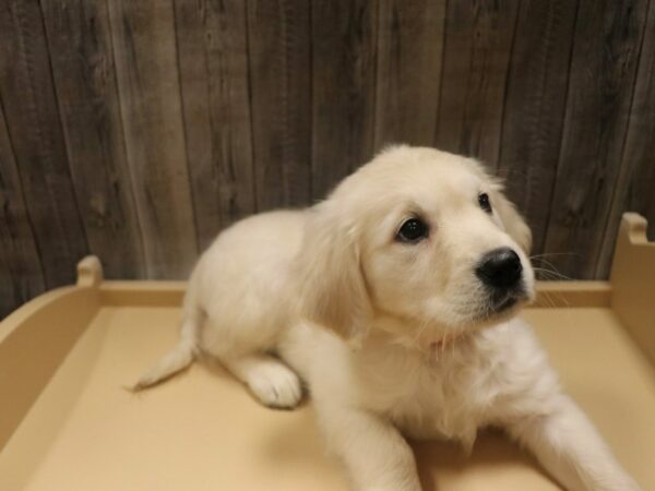 Golden Retriever-DOG-Female-Cream-26459-Petland Racine, Wisconsin