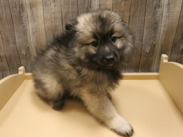 Keeshond DOG Male Black / Silver 26460 Petland Racine, Wisconsin