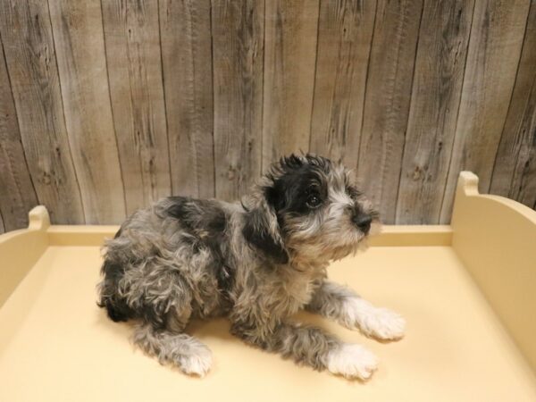 Schnoodle DOG Female Chocolate Merle 26461 Petland Racine, Wisconsin