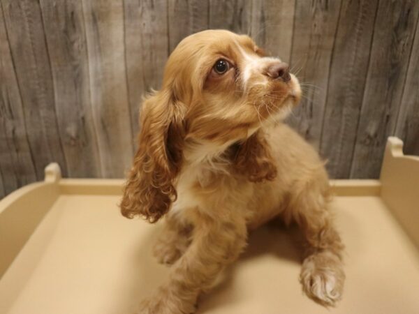 Cocker Spaniel DOG Male Buff 26463 Petland Racine, Wisconsin