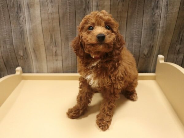 Poodle-DOG-Female-Red-26464-Petland Racine, Wisconsin