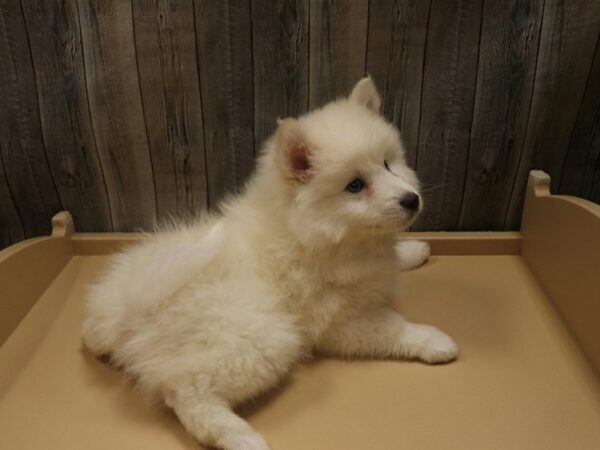 Pomskimo-DOG-Male-White-26470-Petland Racine, Wisconsin