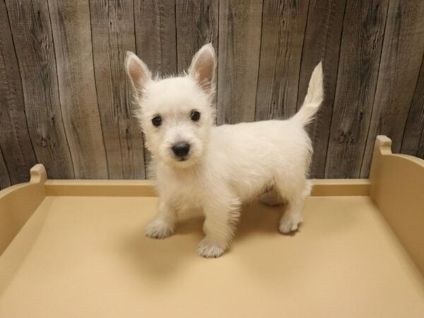 West Highland White Terrier-DOG-Male-White-26469-Petland Racine, Wisconsin