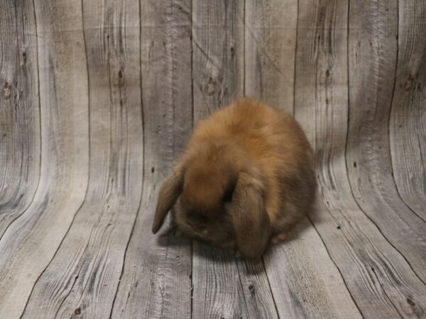 Holland Lop-RABBIT---26454-Petland Racine, Wisconsin